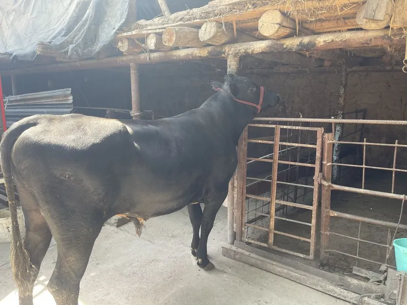 Angus buqa sotiladi Angus buqa sotiladi