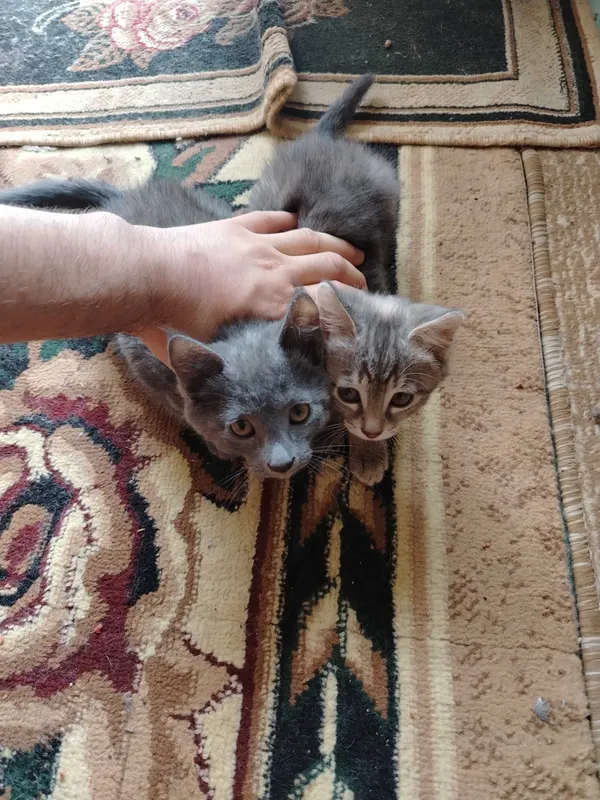 Котят отдам бесплатно 3 Котят отдам бесплатно 3