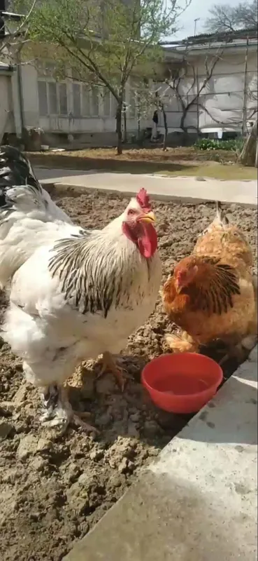 Bramala Sotiladi Xoroz svetli Tovuq Palviy soglom Manzil Toshken Shaha 3 Bramala Sotiladi Xoroz svetli Tovuq Palviy soglom Manzil Toshken Shaha 3