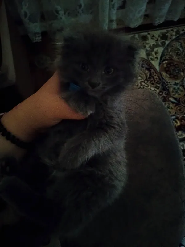 mushu