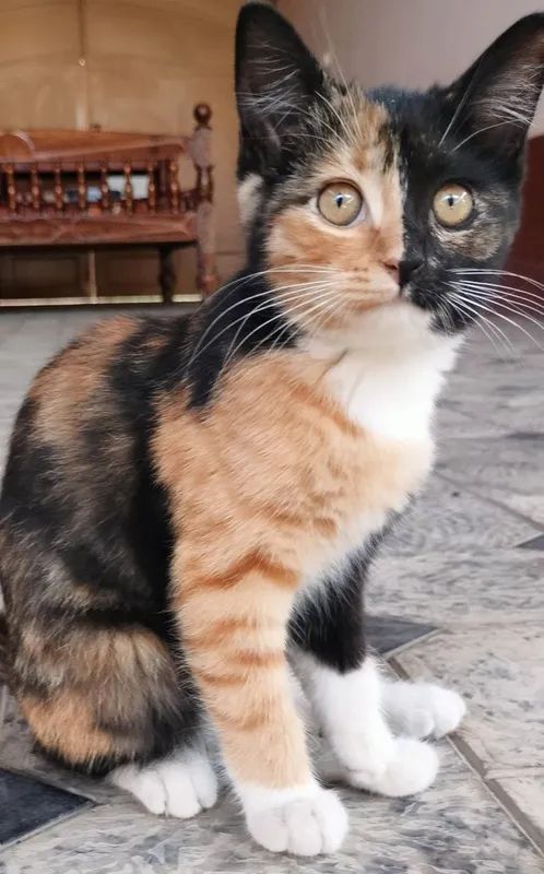 Zoti kaliko erkagi