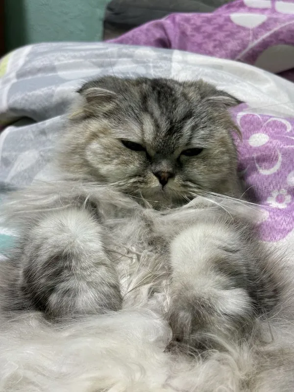 Шотладские кошки страйт 1 Шотладские кошки страйт 1
