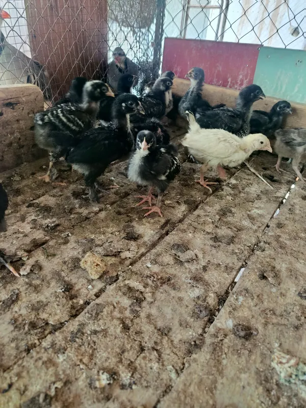 Продам месячных цыплят