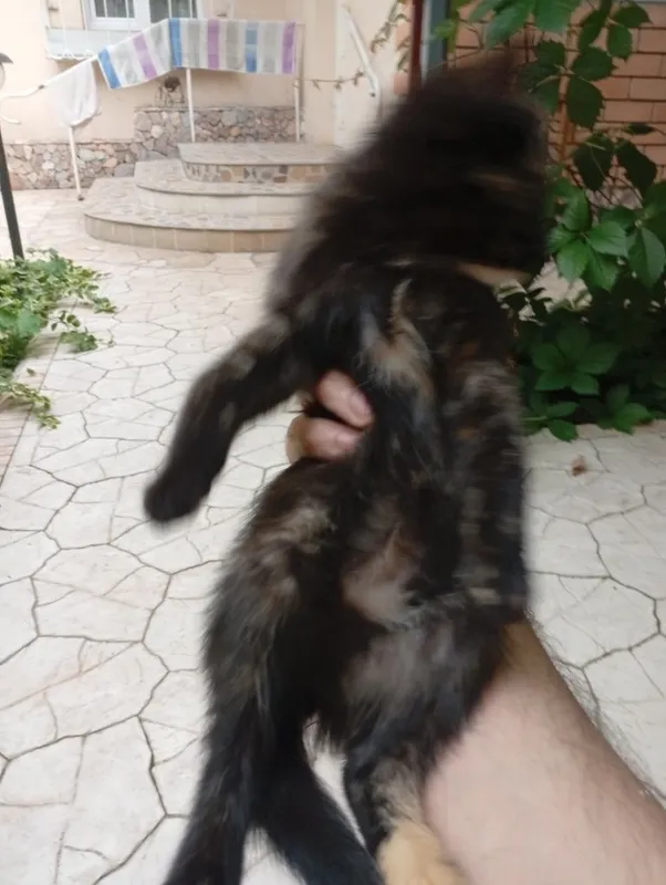 Прекрасные котята — фото 2