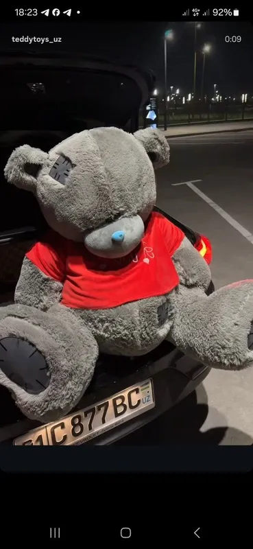 Teddi Teddy Tedi