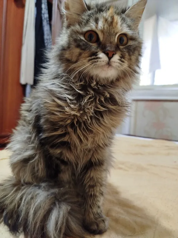 кошка 4 кошка 4