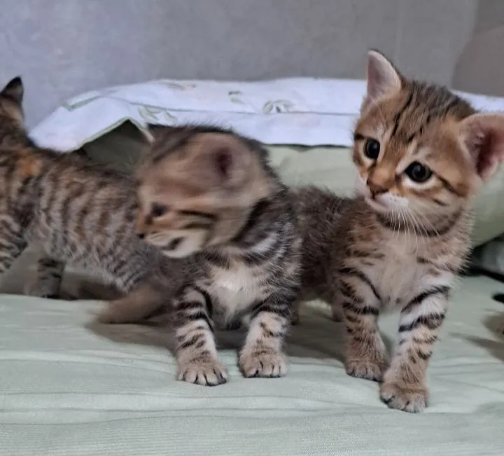 Кошки продаются срочно 3