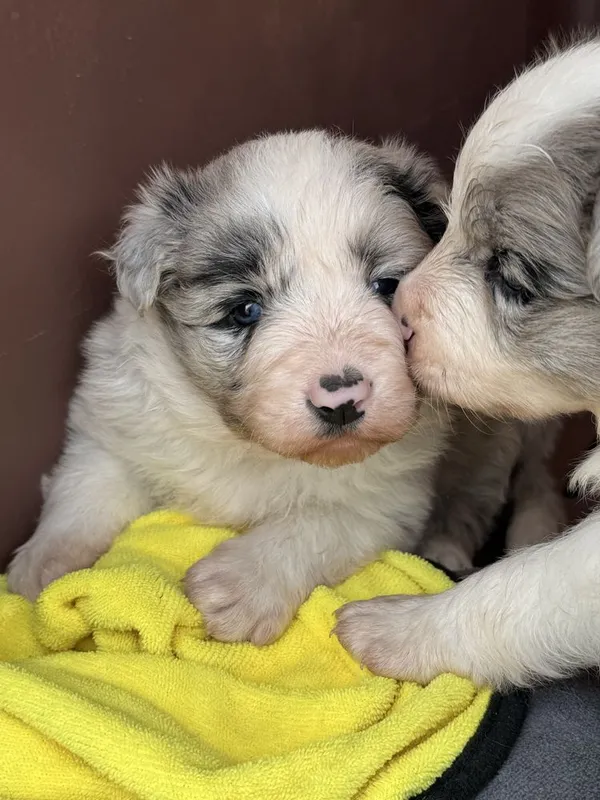 Border collie чисто кровние — фото 3