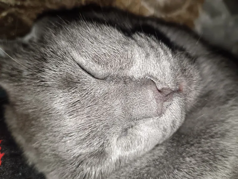 Mushuk Scottish Fold, ozoda, toza boqilgan 5 oylik 3 Mushuk Scottish Fold, ozoda, toza boqilgan 5 oylik 3