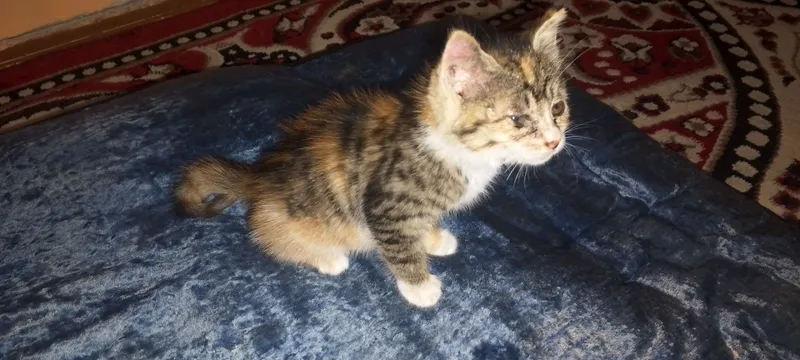 uy mushuk  qizbola 350 000