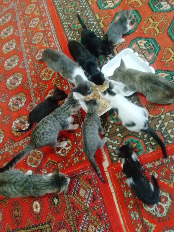 Mushukchalar hadya 3 Mushukchalar hadya 3