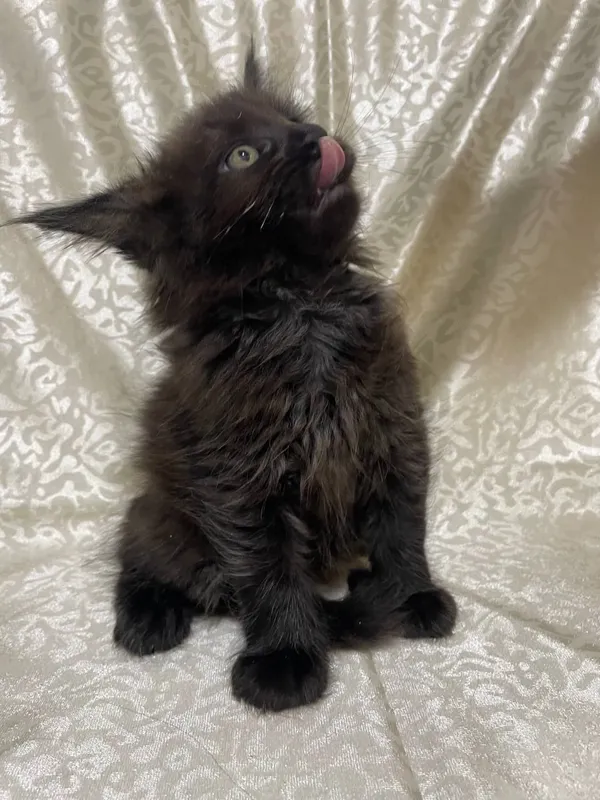 котята породы Мейн кун