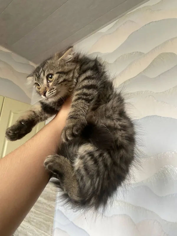 4 oyli qizbola mushu toza latok bladi 2 4 oyli qizbola mushu toza latok bladi 2