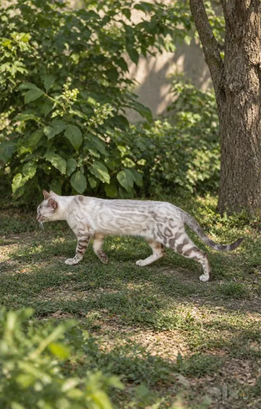 Бенгальская кошка 3 Бенгальская кошка 3