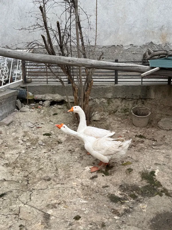 G’oz sotiladi tuxumlaydi