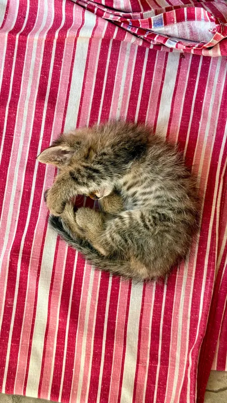 котенок бесплатно — фото 2