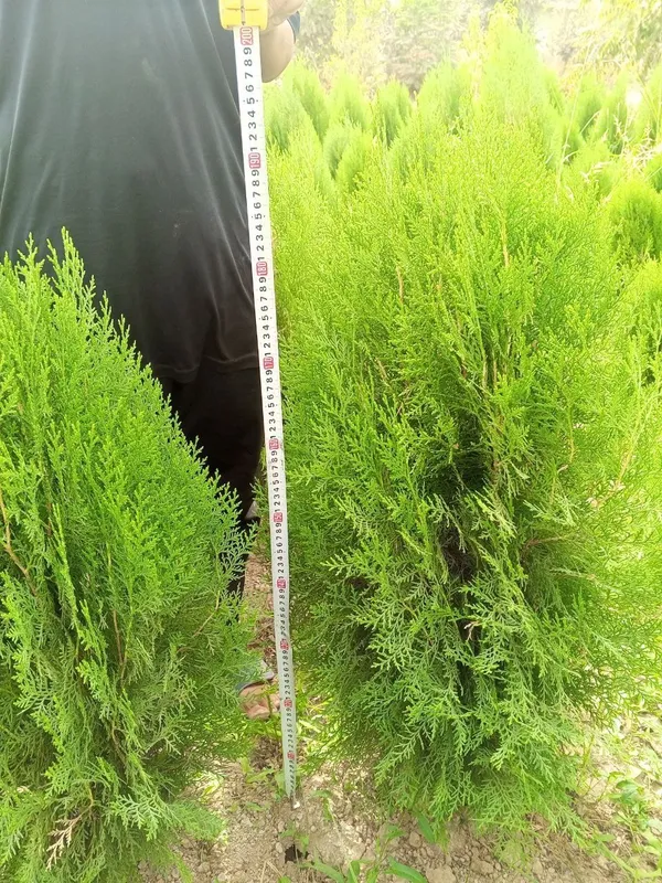 Туя книжная (Thuja plicata) — оптом с собственного поля! — фото 2