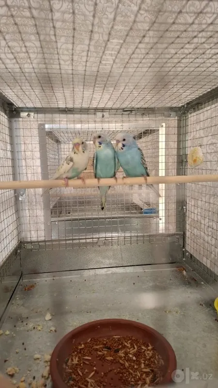 Valnistiy maladoyla sotiladi 3 Valnistiy maladoyla sotiladi 3