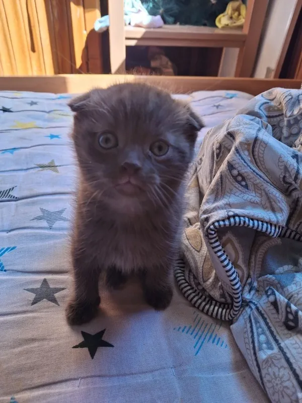 Скотиш фолд шоколадка Скотиш фолд шоколадка