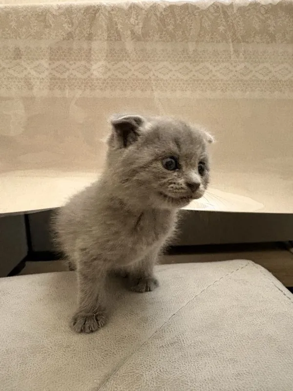 Mushuk Scottish Fold 5 Mushuk Scottish Fold 5