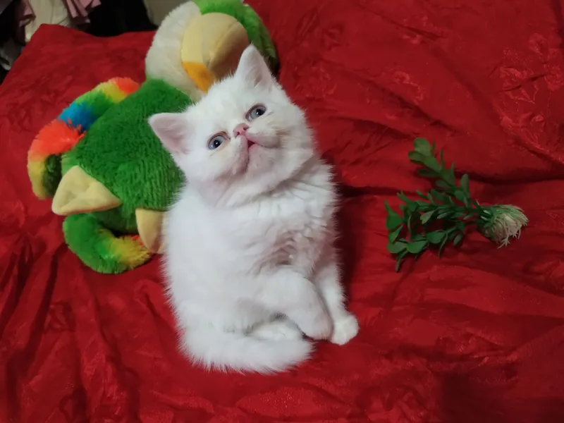 Продам котят породы экзот — фото 2
