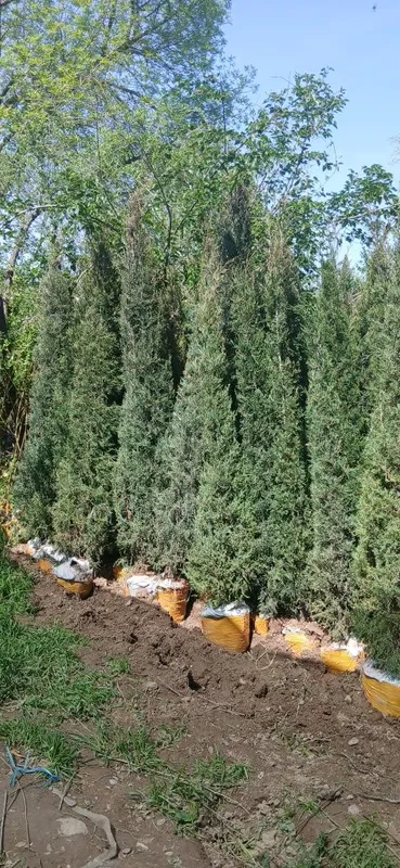 Ko'chatlarimiz bor Toshkent rohat posti oldida