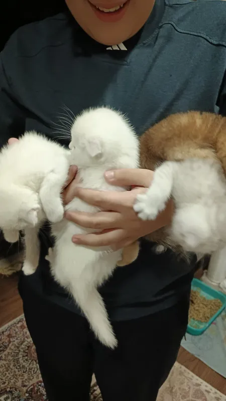 Котята фолды. Окрасы золото и серебро шиншиллы,белые и пепельный. — фото 7