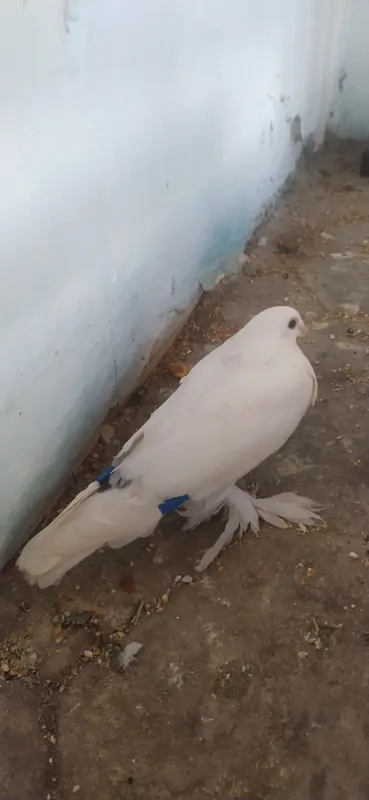 Голубь 3 Голубь 3
