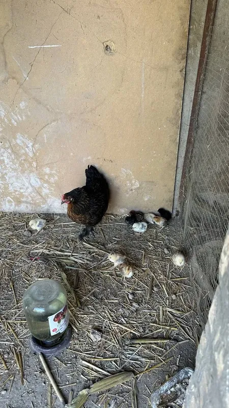 Tovuqla sotiladi tuxum qoyadi xammasi braklari yoq 5 Tovuqla sotiladi tuxum qoyadi xammasi braklari yoq 5