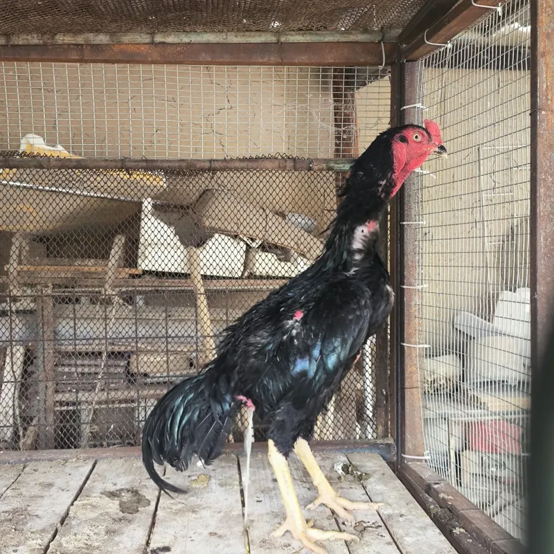 Dakan xoʻroz . Zotdor 1