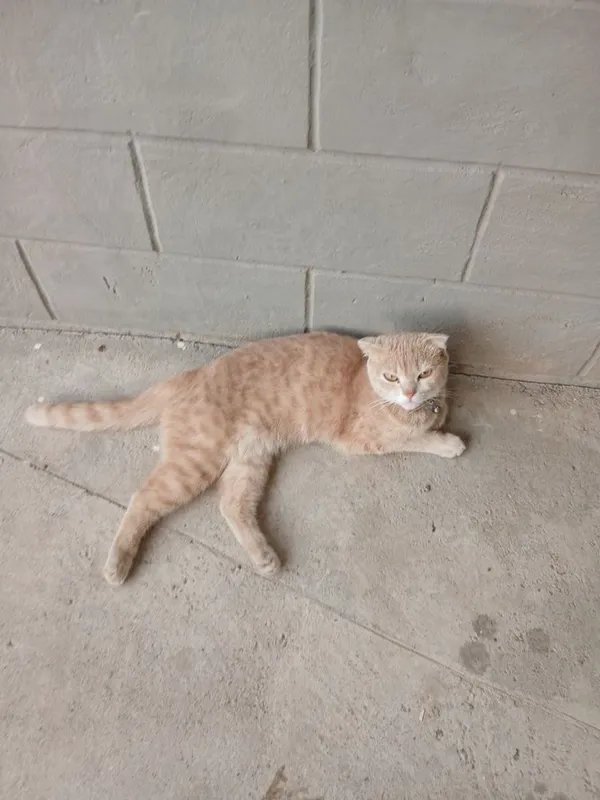 Mushuk sotiladi, scottish fold zotli, tahminan 2 yosh 1