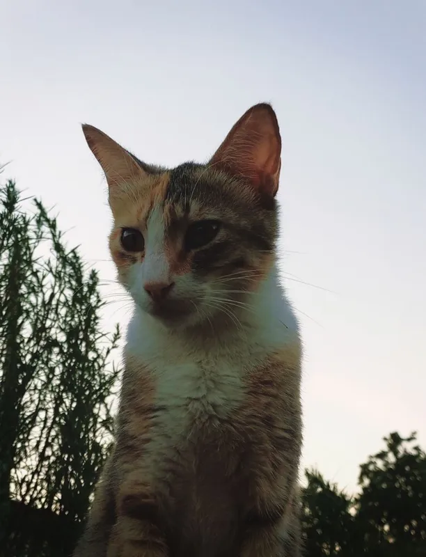 Кошечка 1,5 года Кошечка 1,5 года