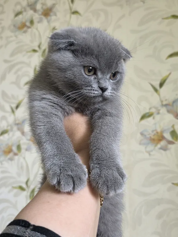 шотландская вислоухая кошка (скоттиш-фолд) с окрасом голубой (черно- с — фото 3 шотландская вислоухая кошка (скоттиш-фолд) с окрасом голубой (черно- с — фото 3