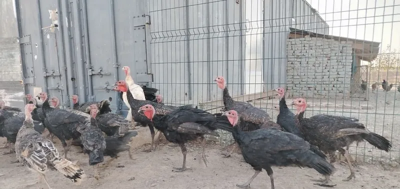 Kurkalar bor 30 ta chiqadi 8