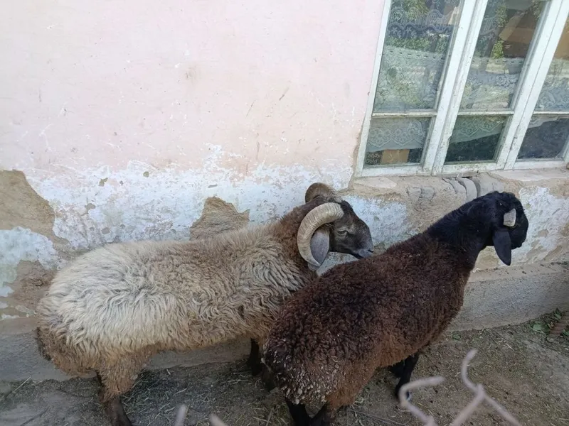Qo’chqor lar ikkta 2 Qo’chqor lar ikkta 2