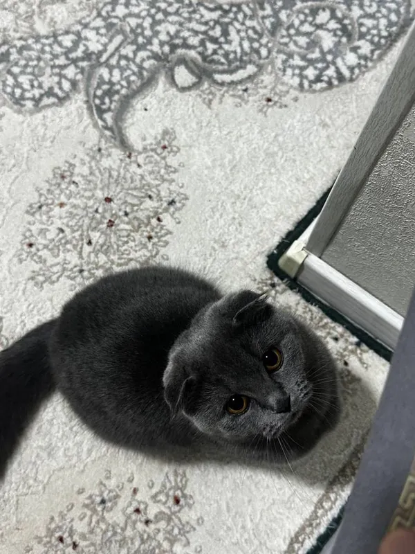 Продаются котята скоттиш фолд/страйт (серебристая шиншилла) 4 Продаются котята скоттиш фолд/страйт (серебристая шиншилла) 4