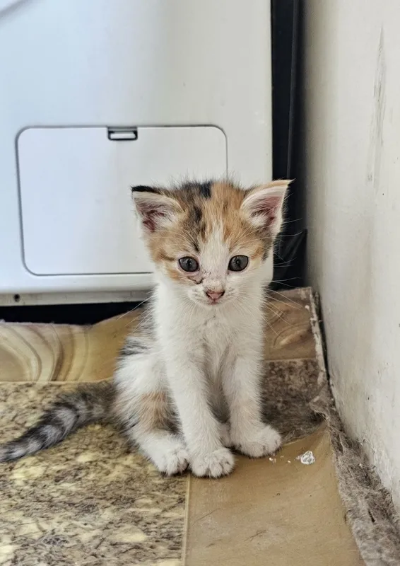Милые котята , домашние! — фото 4