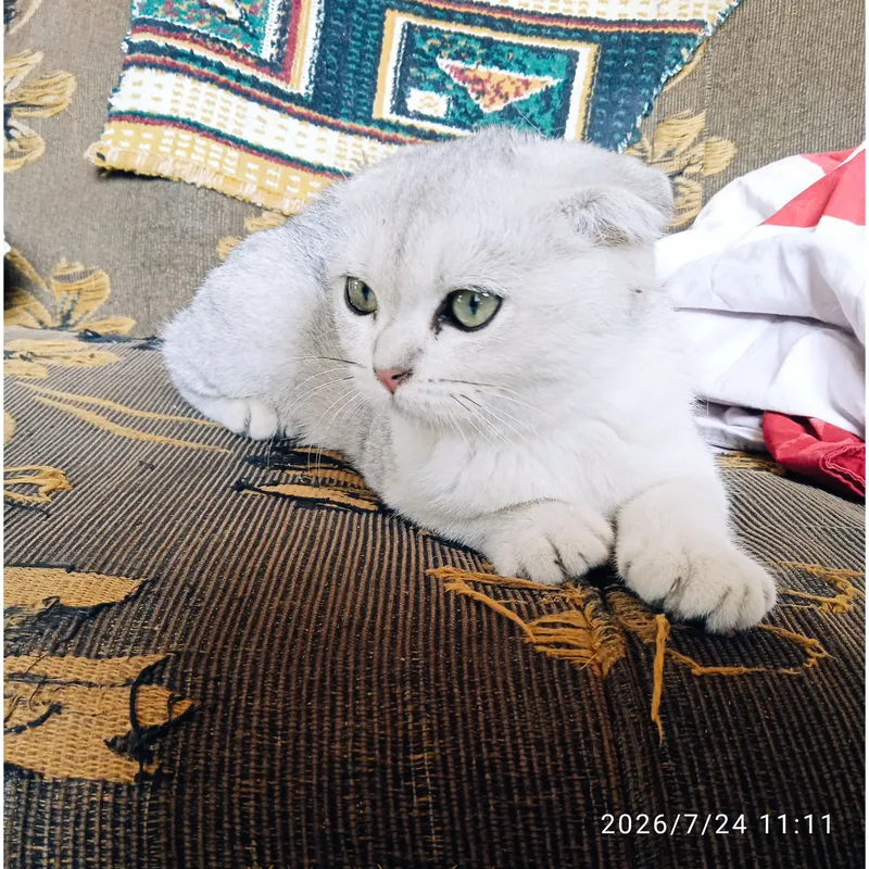 Породистый котёнок шотландский фолд, 5 месяцев 1