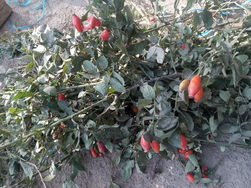 Гожи бутаси goji ko'chatlari — фото 5