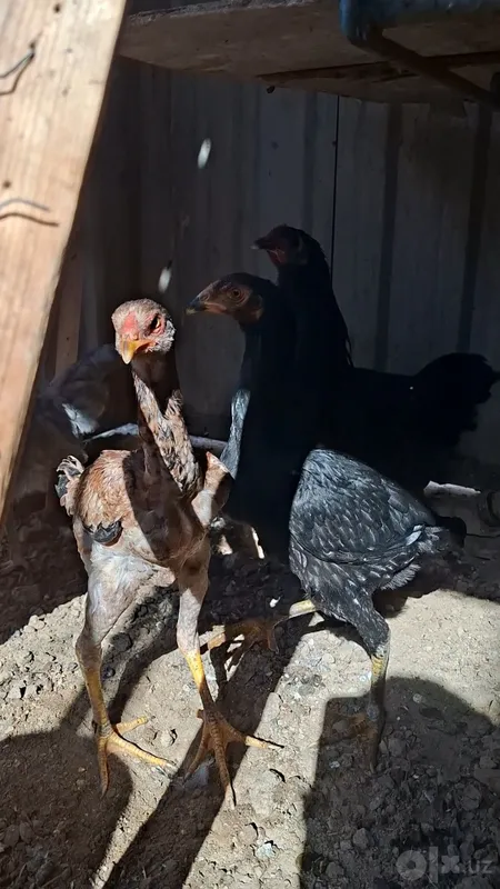 Dakan joja sotiladi 4 Dakan joja sotiladi 4