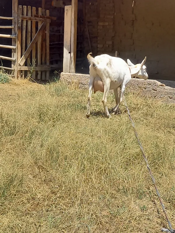 surdor yow zotdor echki 4