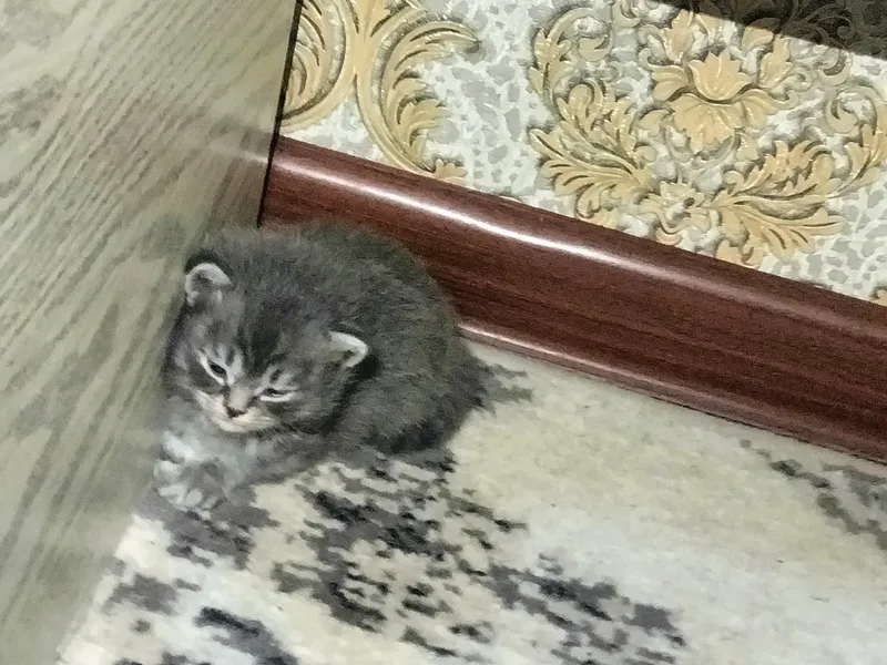 zotdor mushukcha