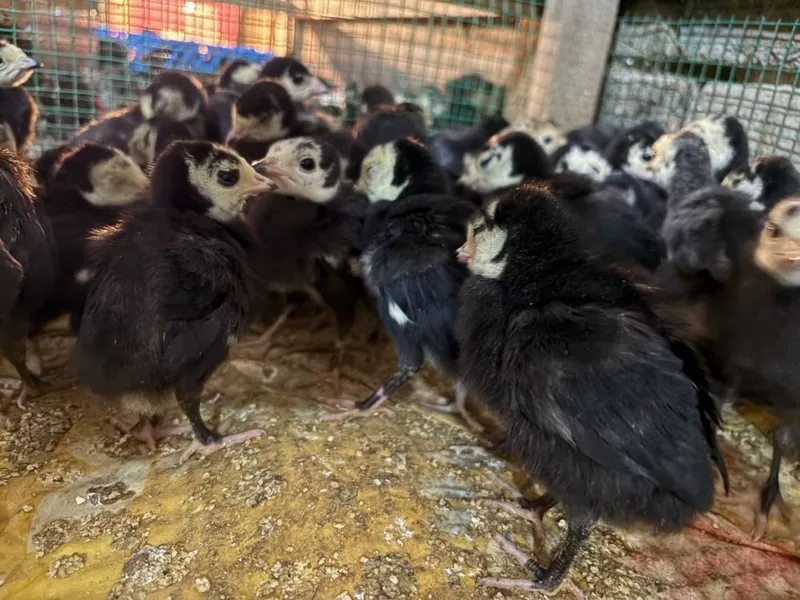 Pekin favarit goz tisarka jojalarin birinchi qol — фото 5