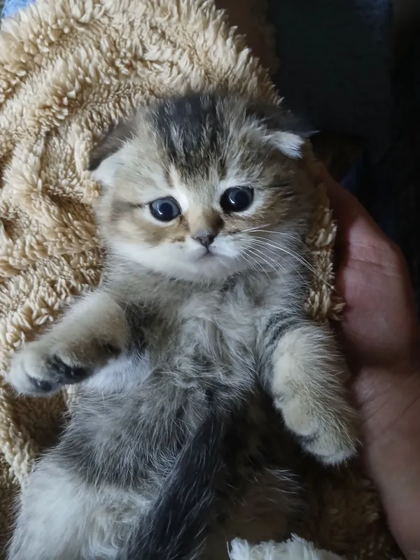 продаю котят шиншил — фото 2