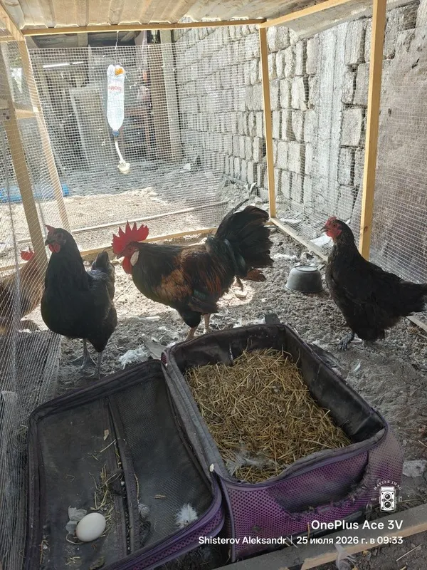 Продаются куры и петушки 1
