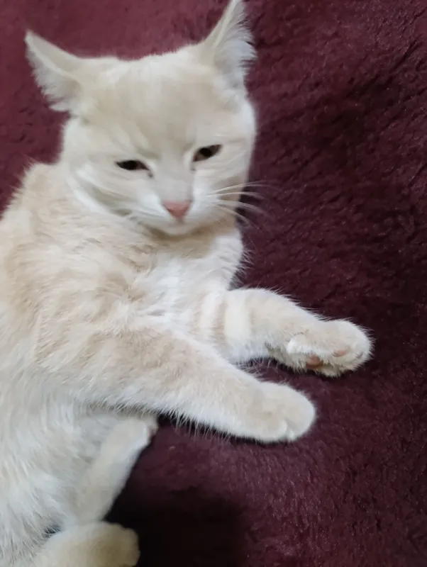 Котёнок, 2 месяца, 3 1 Котёнок, 2 месяца, 3 1