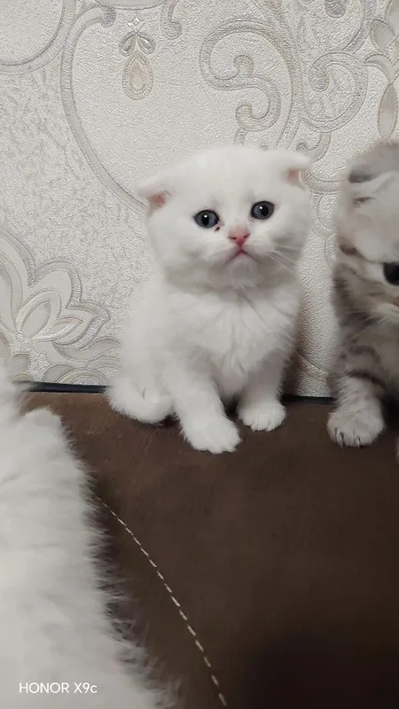 Shatlanski folt qiz bola o'g'il bolaham bor — фото 3