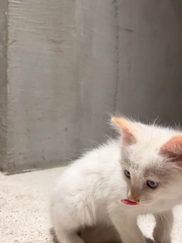 Кот мальчик 2 месяца голубые глаза домашний 2