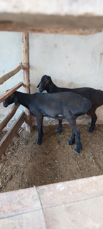 Qurbonlikka Qochqor sotladi Qurbonlikka Qochqor sotladi