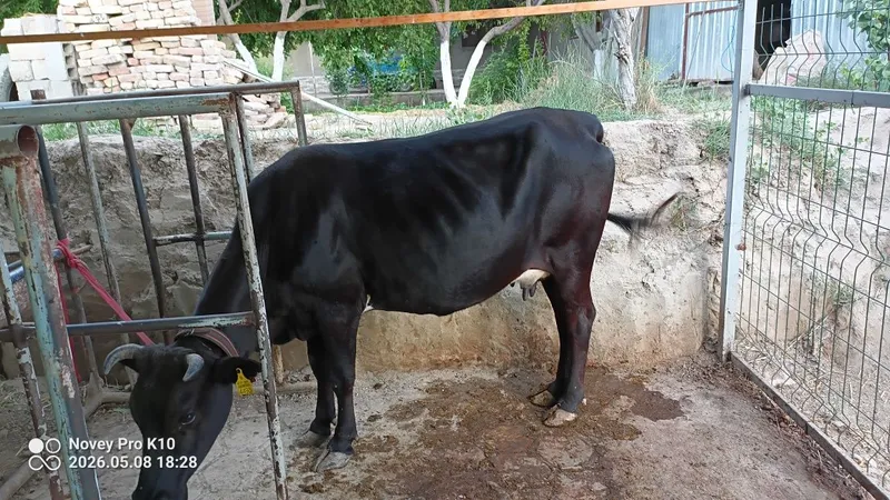 Ona bola sigir sotiladi